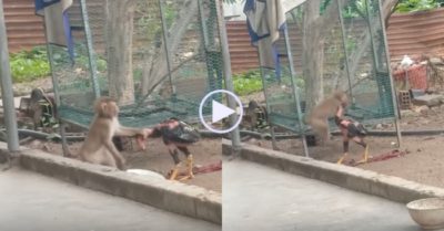 Video: Gà khom mình chịu trận khi con khỉ tung chiêu đè đầu cưỡi cổ