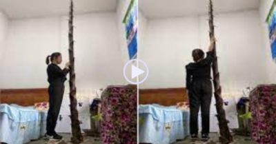 Clip: Phát hoảng măng tre phá thủng sàn nhà, mọc cao 3m