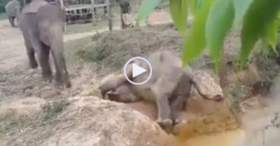 Video: Thoát khỏi mương nước thất bại, voi mẹ đã ‘ra tay’ giúp voi con lên bờ