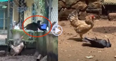 Video: Gan dạ vào chuồng gà kiếm ăn, quạ bị gà mẹ tấn công đến kiệt sức