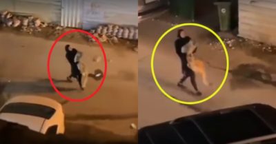 Video: Sư tử vừa gầm vừa vùng vẫy không chịu về nhà cùng cô chủ