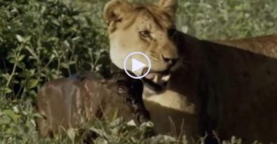 Video: Vừa chào đời đã bị bắt, linh dương con thoát chết nhờ coi sư tử như mẹ ruột