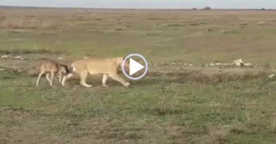 Video: Thay vì ăn thịt con vật nhỏ, sư tử cái dẫn linh dương đầu bò trở về đàn
