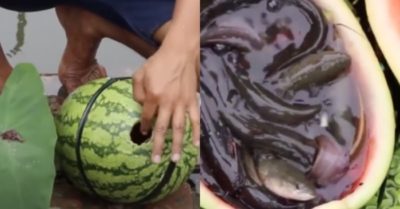 Video: Thả dưa hấu khoét lỗ xuống nước, một ngày sau mở ra đầy ắp cá bên trong