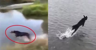 Video: Chú chó chạy như bay trên mặt nước