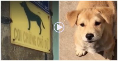Clip: Chó dữ ‘vẫy đuôi mừng tíu tít’ khi thấy người lạ