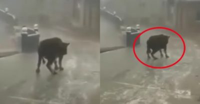 Video: Chú bò bị gió thổi trượt ken két trên mặt đường