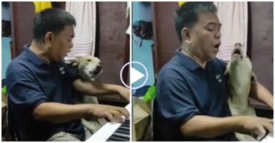 Clip: Chú chó cất giọng khi nghe chủ đánh đàn