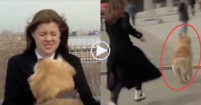 Video: Đang ghi hình trực tiếp, chó chạy đến giật micro của nữ phóng viên