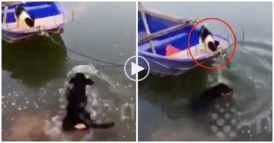 Clip: Chú chó dũng cảm cứu bạn mắc kẹt trên thuyền