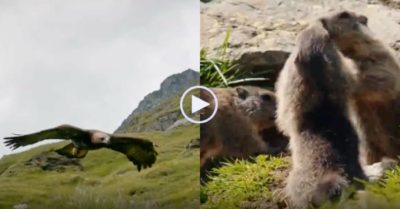 Video: Sóc mẹ báo hiệu kịp thời giúp đàn con nhỏ thoát vuốt đại bàng trong gang tấc