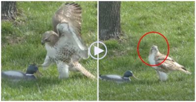 Video: Đại bàng trở nên ngẩn ngơ khi bị vịt ngó lơ