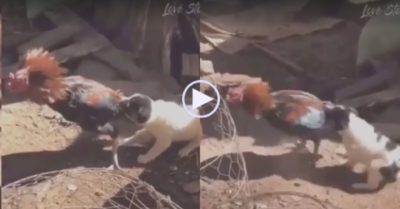 Video: Cún con ngoạm đuôi ngăn trận chiến giữa hai gà trống