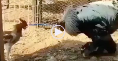 Video: Trận đấu giữa gà trống với đối thủ ‘khổng lồ’