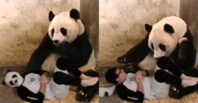 Video: Gấu trúc giật mình khi phát hiện gấu con là người