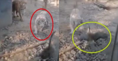 Video: Hổ chạy thục mạng vì bị ngỗng rượt đuổi