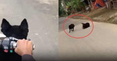 Video: Chú chó Husky bẽ bàng vì gây sự nhầm đối thủ