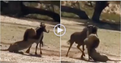 Video: Bị sư tử quật ngã rồi cắn vào cổ, linh dương bật dậy ‘lật kèo’ và cái kết