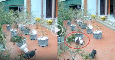 Video: Chó cưng chạy trốn khi bất cẩn làm vỡ chậu hoa của chủ