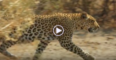 Video: Báo hoa mai mẹ liều mạng dụ kẻ săn mồi tránh xa đàn con nhỏ