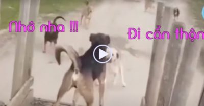 Video: Đàn chó ùa ra đường sủa liên hồi tạm biệt bạn