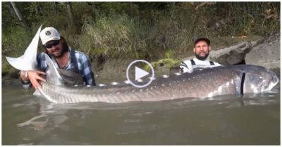 Video: Cần thủ bắt được cá khủng sau 90 phút vật lộn trên sông