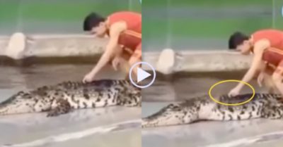 Video: Con cá sấu khẽ tay thanh niên vì nhột