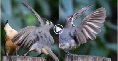 Video: Múa đến kiệt sức, chim trống thẫn thờ vì vẫn bị đối phương từ chối