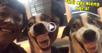 Video: Chó cưng nổi quạu vì bị chủ bắt ‘cười nhe răng’ để quay video