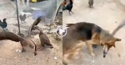 Clip: Chó cưng giải cứu chủ khỏi bị ngỗng đuổi theo