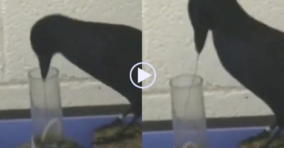 Video: Con quạ uốn cong que thép để gắp thức ăn