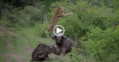 Video: Trâu rừng liều mình cứu bạn, hất tung sư tử lên cao