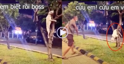 Video: Thể hiện thất bại, chú chó Pitbull bị mắc kẹt trên cây