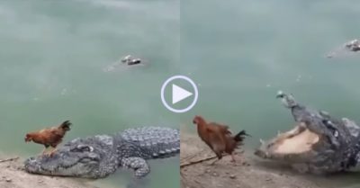 Video: Gà trống vô tư bước qua đầu cá sấu