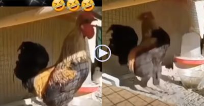 Video: Gà trống ngã lăn đùng ra đất vì gáy quá dài