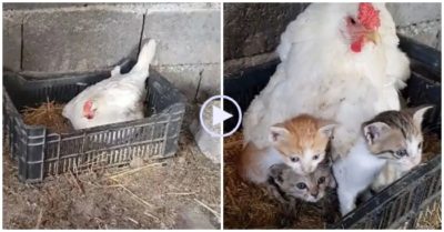 Video cảm động: Mèo mẹ mất sau sinh, gà mái giúp đàn mèo con ủ ấm