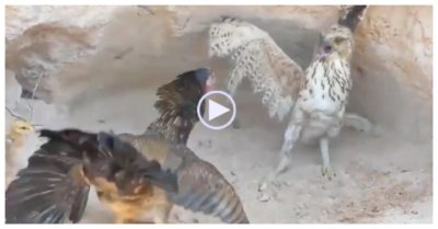 Clip: Gà mẹ tung ‘liên hoàn cước’ khiến diều hâu khiếp vía