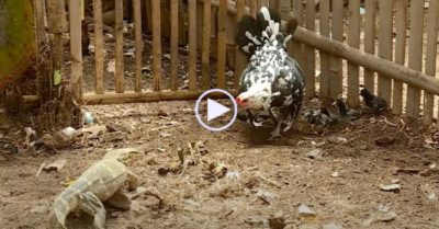 Video: Kỳ đà liều mạng đột nhập vào chuồng gà, bị gà mẹ tấn công tới tấp