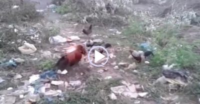 Video: Gà trống một mình chọi 3 con gà tre