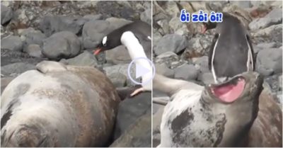 Video: Hải cẩu kêu la khi bị chim cánh cụt nhảy lên người
