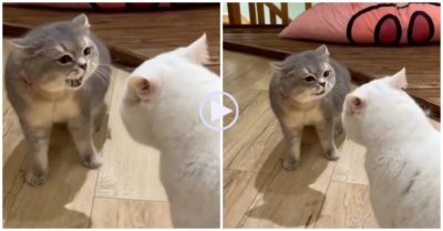 Video: Hai chú mèo nói chuyện không ngừng nghỉ