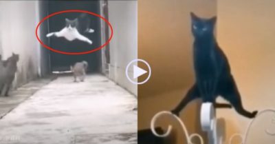 Video: Những chú mèo cưng với võ công đỉnh cao