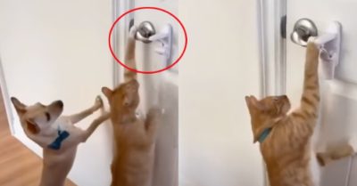 Clip: Chó và mèo rủ nhau đào tẩu khỏi nhà