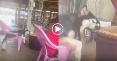 Video: Chó cưng ngủ bất chấp sự đời
