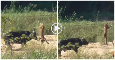 Video: Trâu rừng húc văng sư tử khỏi mặt đất giải cứu kỳ đà