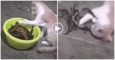 Clip: Thò chân vào trêu cua mèo tá hỏa lộn nhào