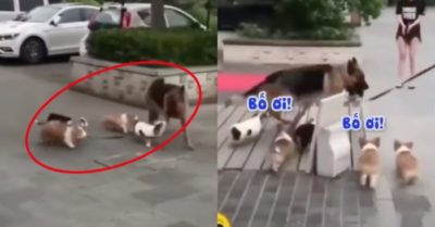 Video: Becgie khổ sở vì bị đàn chó con nhầm lẫn là… bố