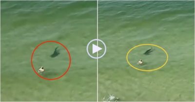 Video: Chạm trán với cá mập, người đàn ông may mắn được an toàn