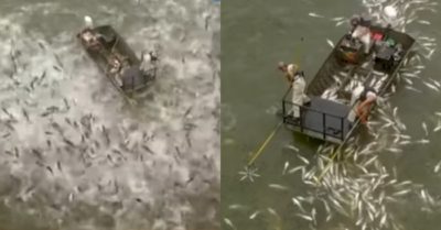 Video: Sốc điện khiến cá mè bị choáng, thi nhau nhảy lên mặt nước