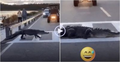 Video: Cá sấu đi ra giữa đường rồi nằm ‘ăn vạ’